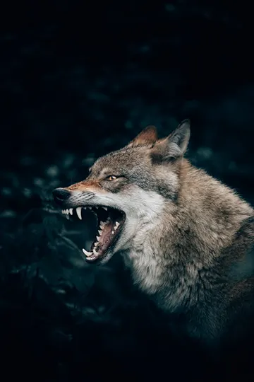 what to do if coyote outside your tent