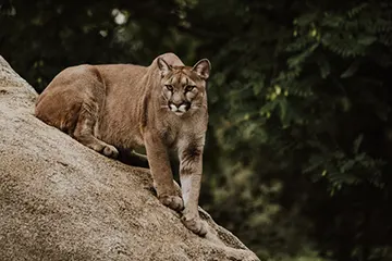 what to do if mountain lion outside your tent