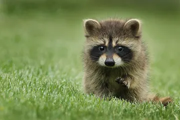 what to do if raccoon outside your tent