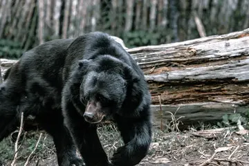 what to do if black bear outside of your tent