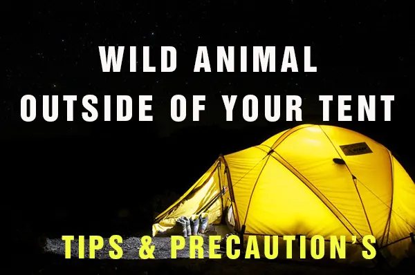 Read more about the article What To Do If You Hear An Animal Outside Your Tent